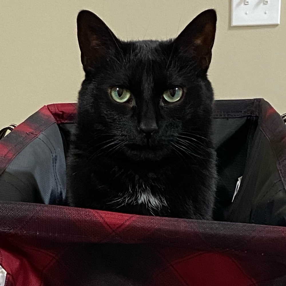 🐈‍⬛Meet your Posher, Nathalie🐈‍⬛